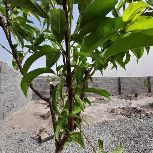 باغ و باغچه - انتقال مالکیت قطعی
