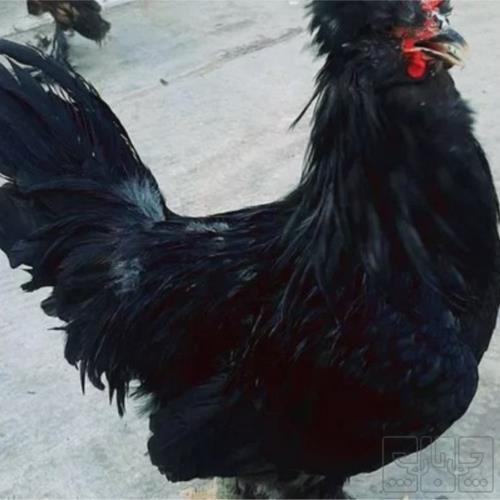 خانه و  آشپزخانه - حیوانات - پرندگان