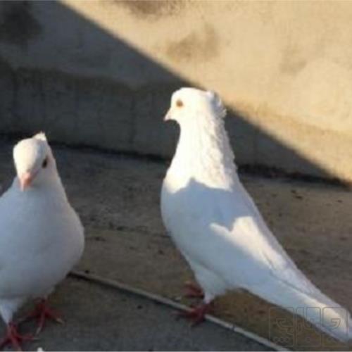 خانه و  آشپزخانه - حیوانات - پرندگان