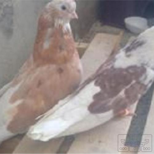 خانه و  آشپزخانه - حیوانات - پرندگان