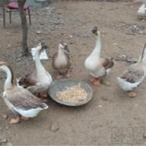 خانه و  آشپزخانه - حیوانات - پرندگان
