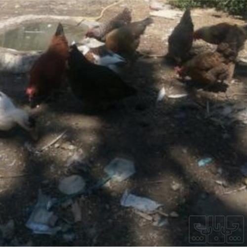 خانه و  آشپزخانه - حیوانات - پرندگان