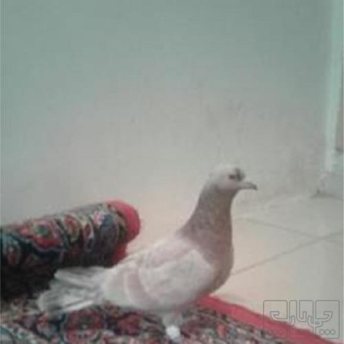 خانه و  آشپزخانه - حیوانات - پرندگان
