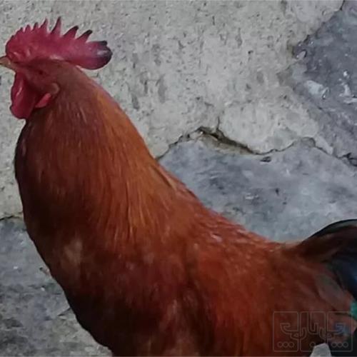 خانه و  آشپزخانه - حیوانات - پرندگان
