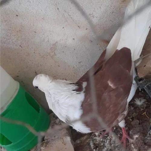 خانه و  آشپزخانه - حیوانات - پرندگان