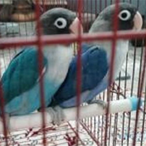 خانه و  آشپزخانه - حیوانات - پرندگان
