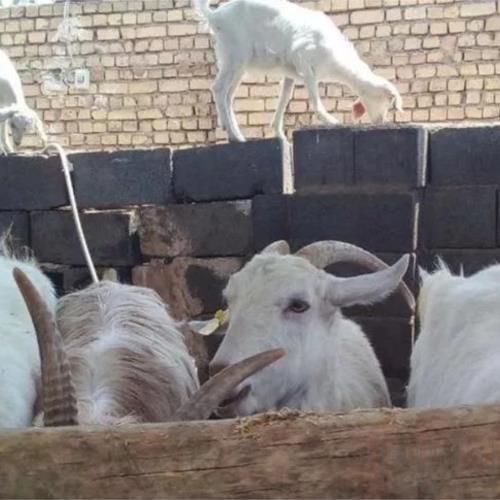 خانه و  آشپزخانه - حیوانات - پستانداران