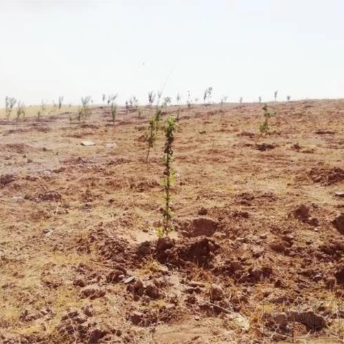 زمین مسکونی