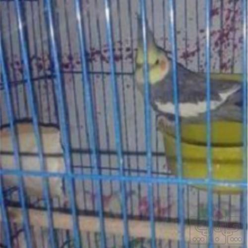 خانه و  آشپزخانه - حیوانات - پرندگان