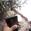 کالای دیجیتال - موبایل - گوشی موبایل