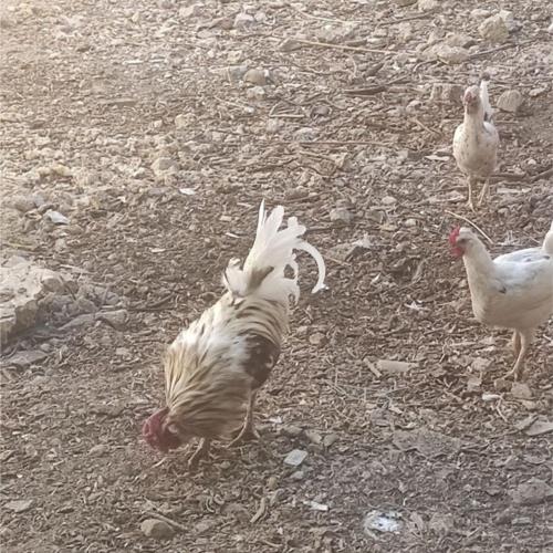 خانه و  آشپزخانه - حیوانات - پرندگان