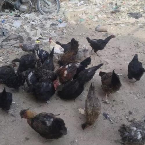 خانه و  آشپزخانه - حیوانات - پرندگان