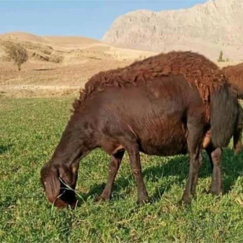 خانه و  آشپزخانه - حیوانات - پستانداران