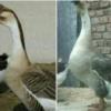 خانه و  آشپزخانه - حیوانات - پرندگان