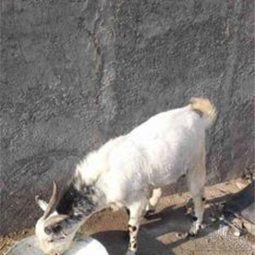خانه و  آشپزخانه - حیوانات - پستانداران