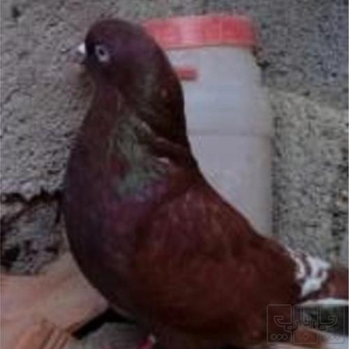 خانه و  آشپزخانه - حیوانات - پرندگان