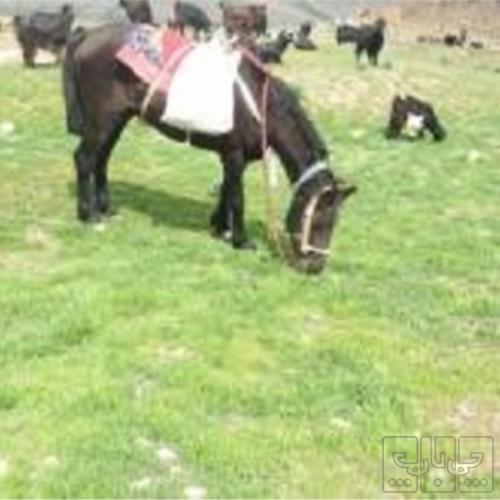 خانه و  آشپزخانه - حیوانات - پستانداران