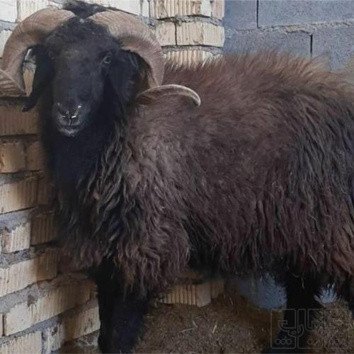 خانه و  آشپزخانه - حیوانات - پستانداران