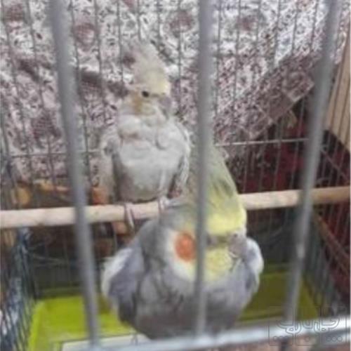 خانه و  آشپزخانه - حیوانات - پرندگان