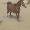 خانه و  آشپزخانه - حیوانات - پستانداران