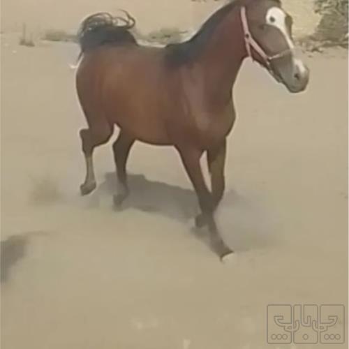خانه و  آشپزخانه - حیوانات - پستانداران
