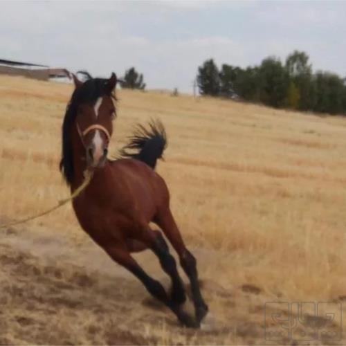 خانه و  آشپزخانه - حیوانات - پستانداران