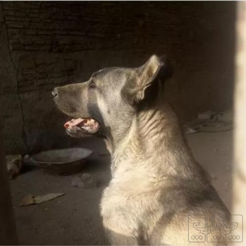 خانه و  آشپزخانه - حیوانات - پستانداران
