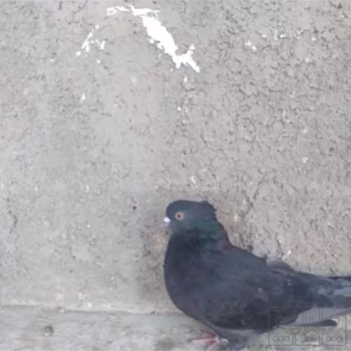 خانه و  آشپزخانه - حیوانات - پرندگان