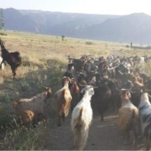 خانه و  آشپزخانه - حیوانات - پستانداران
