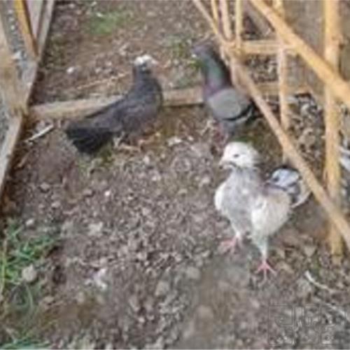 خانه و  آشپزخانه - حیوانات - پرندگان