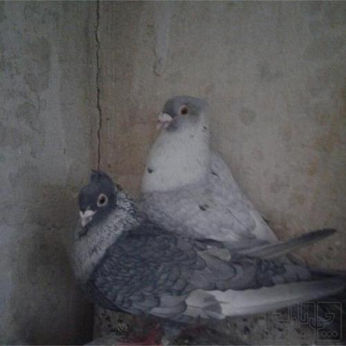 خانه و  آشپزخانه - حیوانات - پرندگان