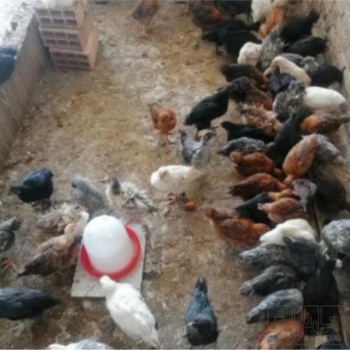 خانه و  آشپزخانه - حیوانات - پرندگان
