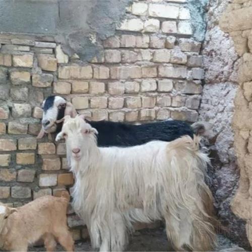 خانه و  آشپزخانه - حیوانات - پستانداران