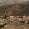 خانه و  آشپزخانه - حیوانات - پستانداران