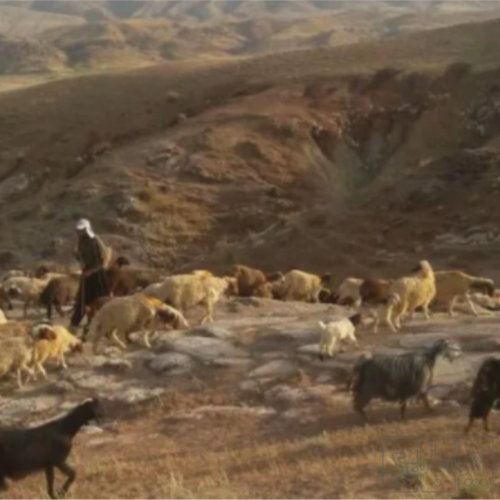 خانه و  آشپزخانه - حیوانات - پستانداران