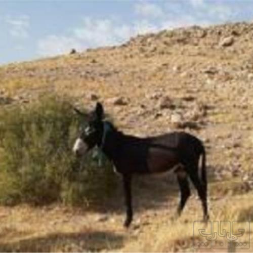 خانه و  آشپزخانه - حیوانات - پستانداران