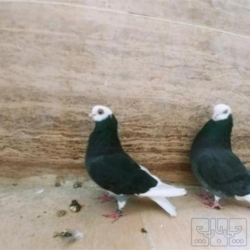 خانه و  آشپزخانه - حیوانات - پرندگان