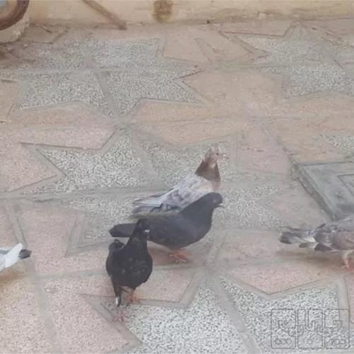 خانه و  آشپزخانه - حیوانات - پرندگان