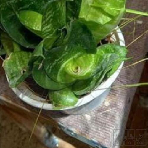 خانه و  آشپزخانه - باغبانی - گل و گیاه طبیعی