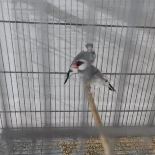 خانه و  آشپزخانه - حیوانات - پرندگان