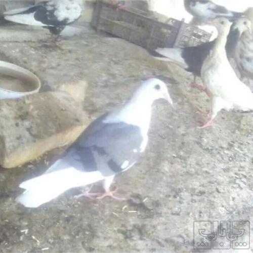 خانه و  آشپزخانه - حیوانات - پرندگان
