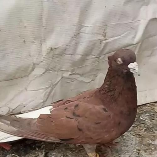 خانه و  آشپزخانه - حیوانات - پرندگان