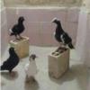 خانه و  آشپزخانه - حیوانات - پرندگان