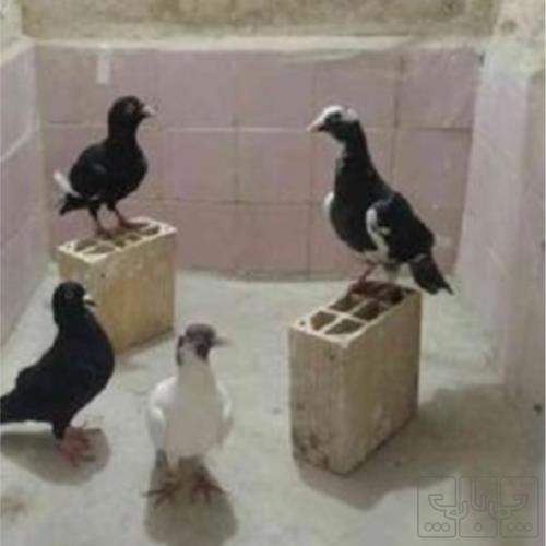 خانه و  آشپزخانه - حیوانات - پرندگان