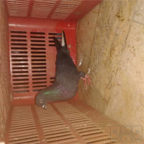 خانه و  آشپزخانه - حیوانات - پرندگان