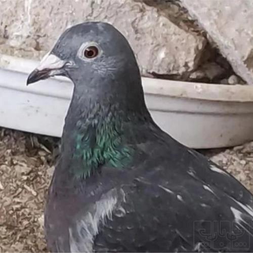 خانه و  آشپزخانه - حیوانات - پرندگان