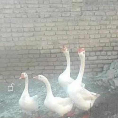 خانه و  آشپزخانه - حیوانات - پرندگان