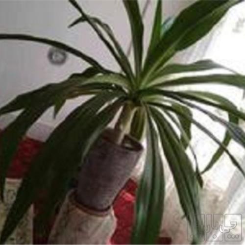 خانه و  آشپزخانه - باغبانی - گل و گیاه طبیعی