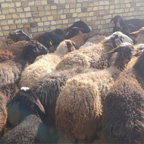 خانه و  آشپزخانه - حیوانات - پستانداران