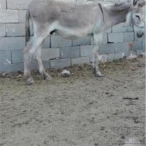 خانه و  آشپزخانه - حیوانات - پستانداران